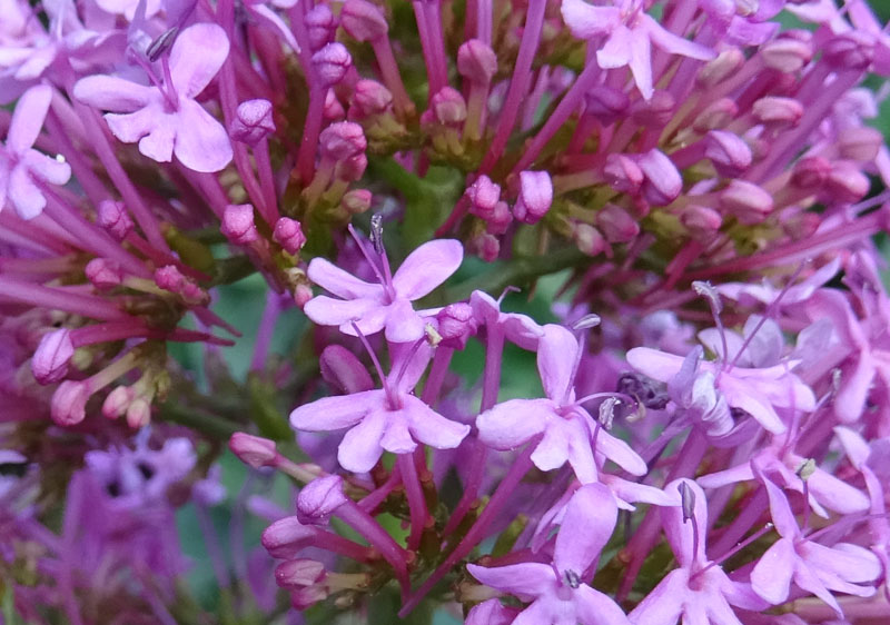 Centranthus ruber - Caprifoliaceae